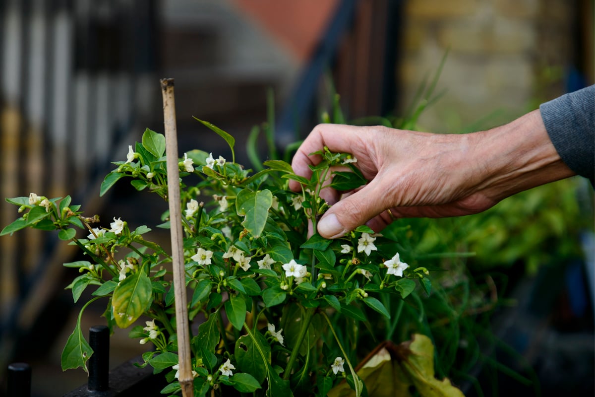 Man tending to flowering plant in a garden