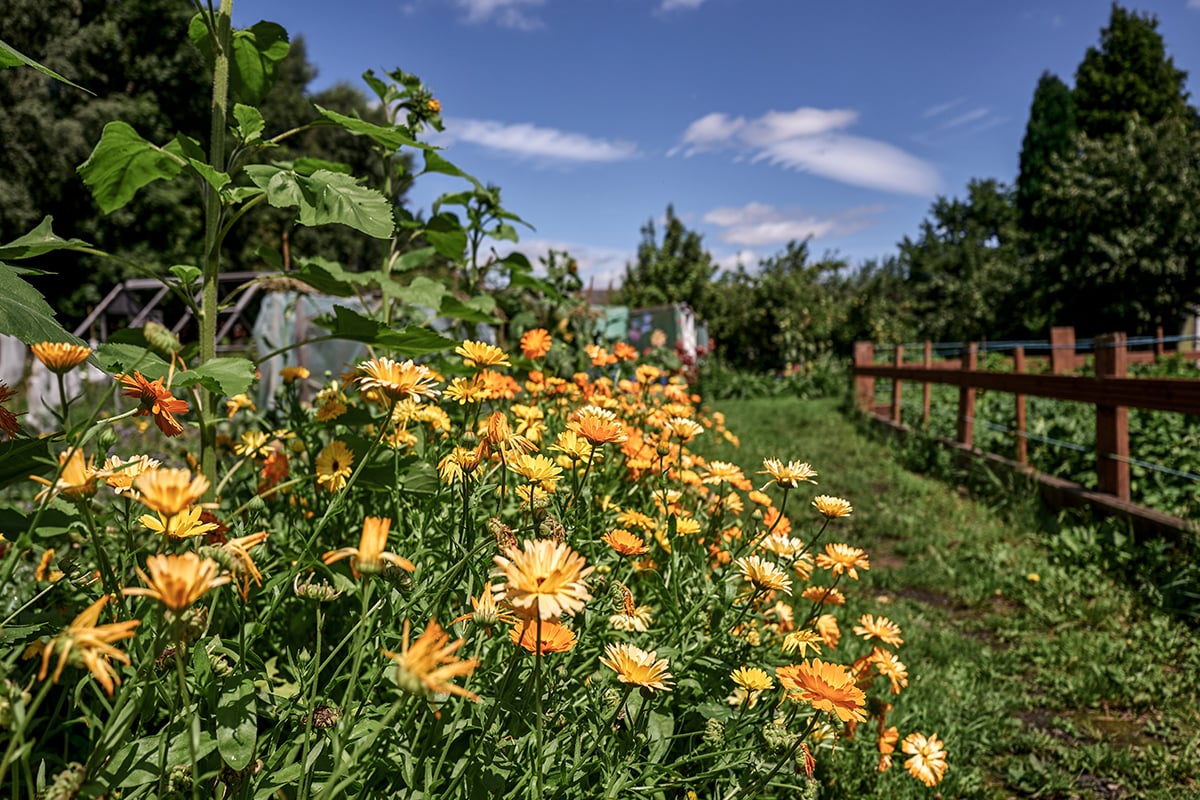 Field of flowers in an allotment