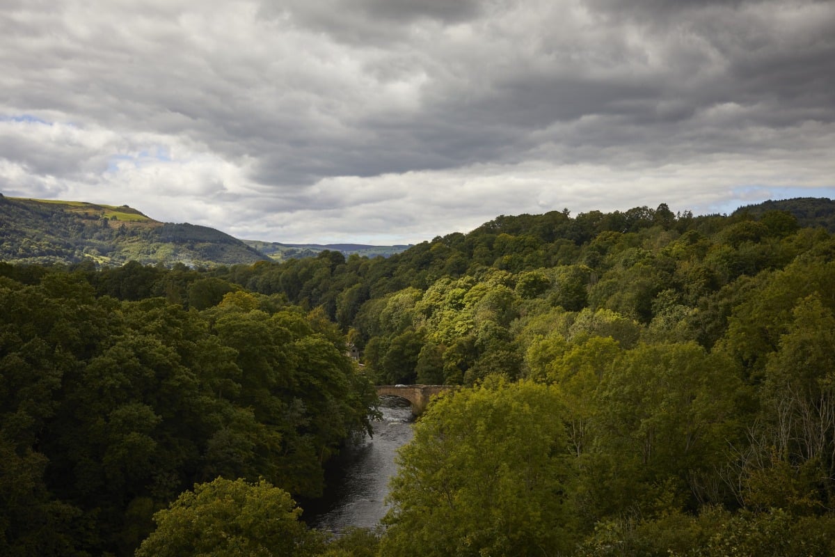 a landscape of a forest