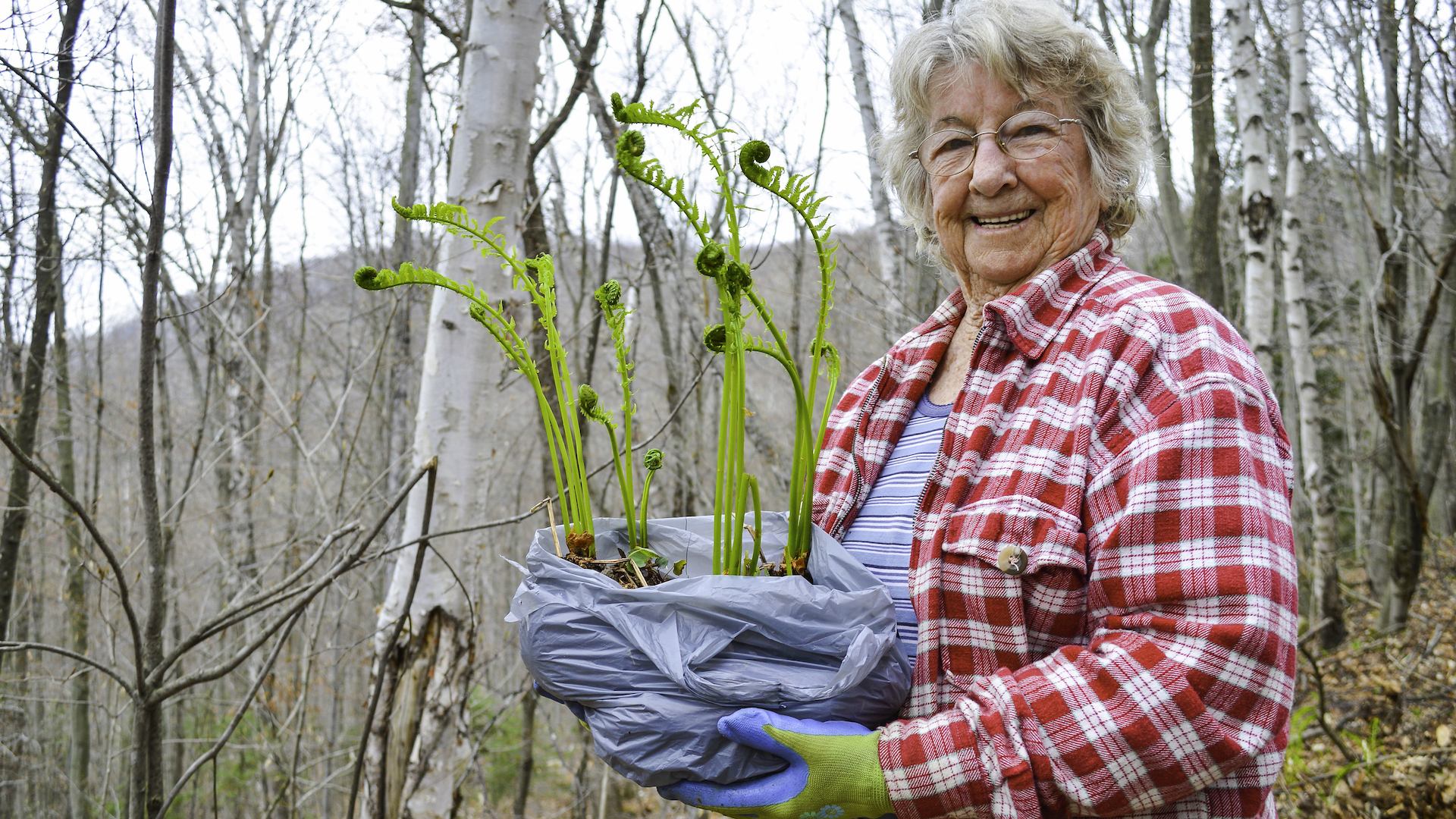 volunteer carrying plant