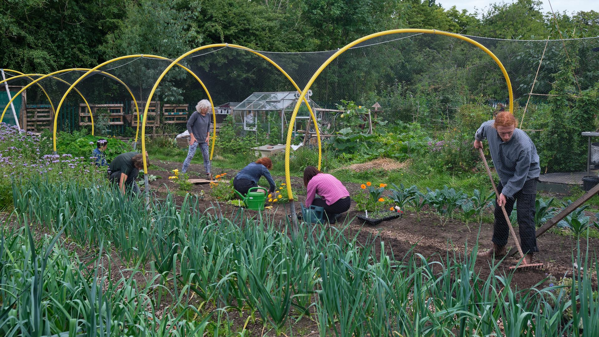 Group of people in an allotment