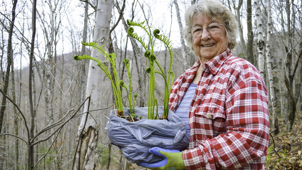 volunteer carrying plant