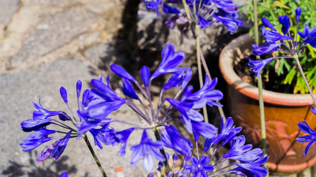 Flowering plant on a patio