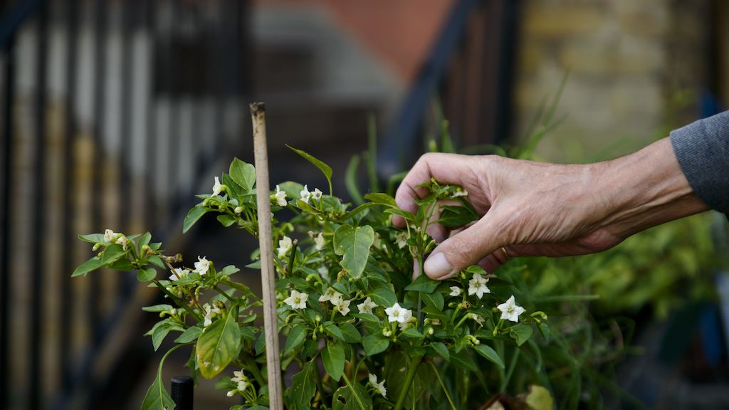 Man tending to flowering plant in a garden