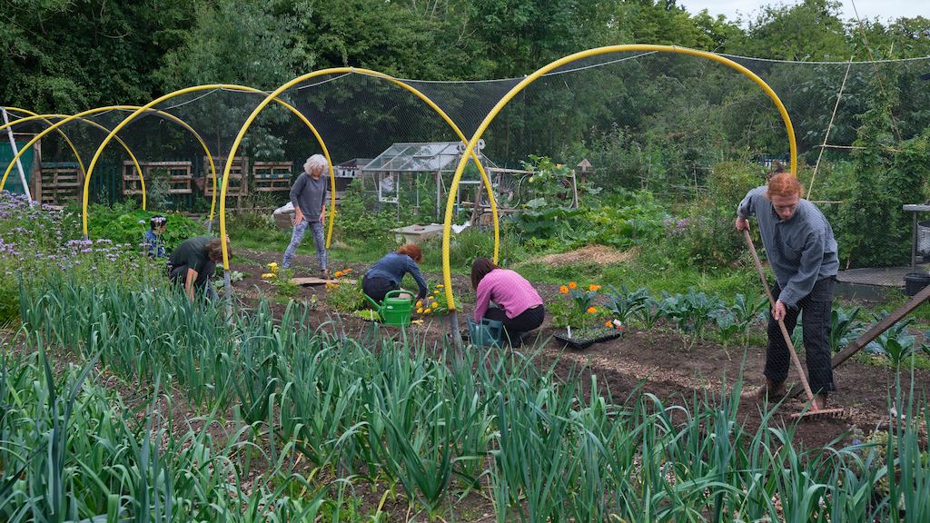 Group of people in an allotment
