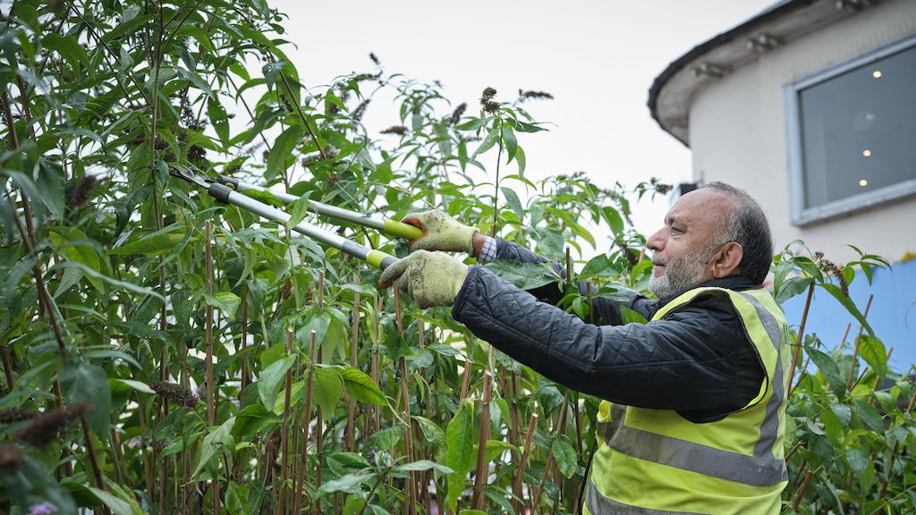 Older man trimming a bush