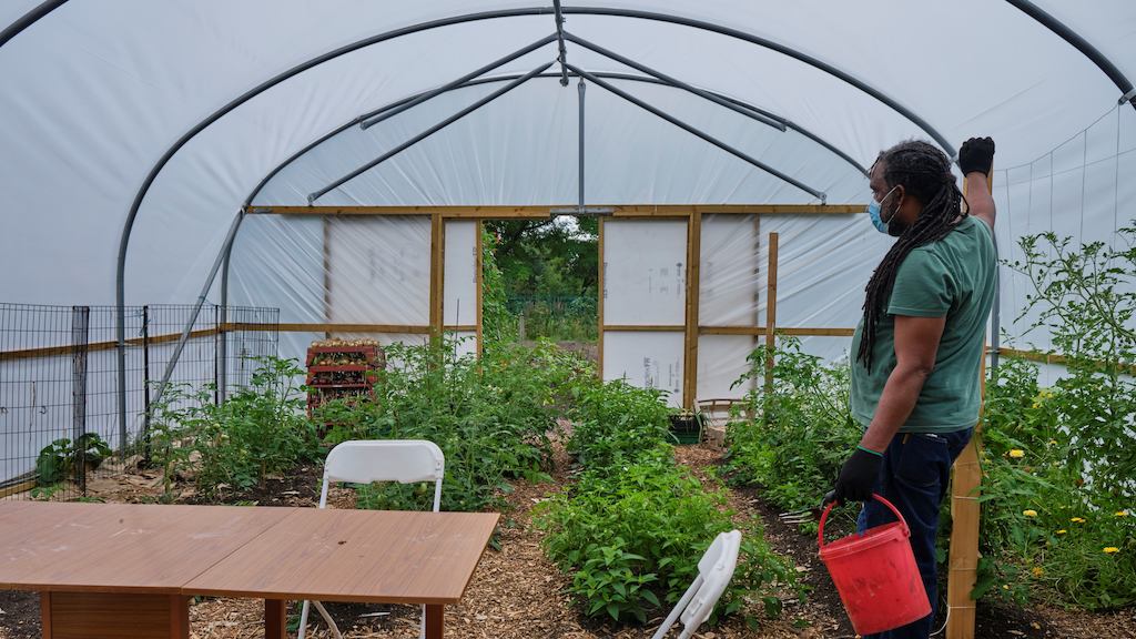 man gardening in a green house