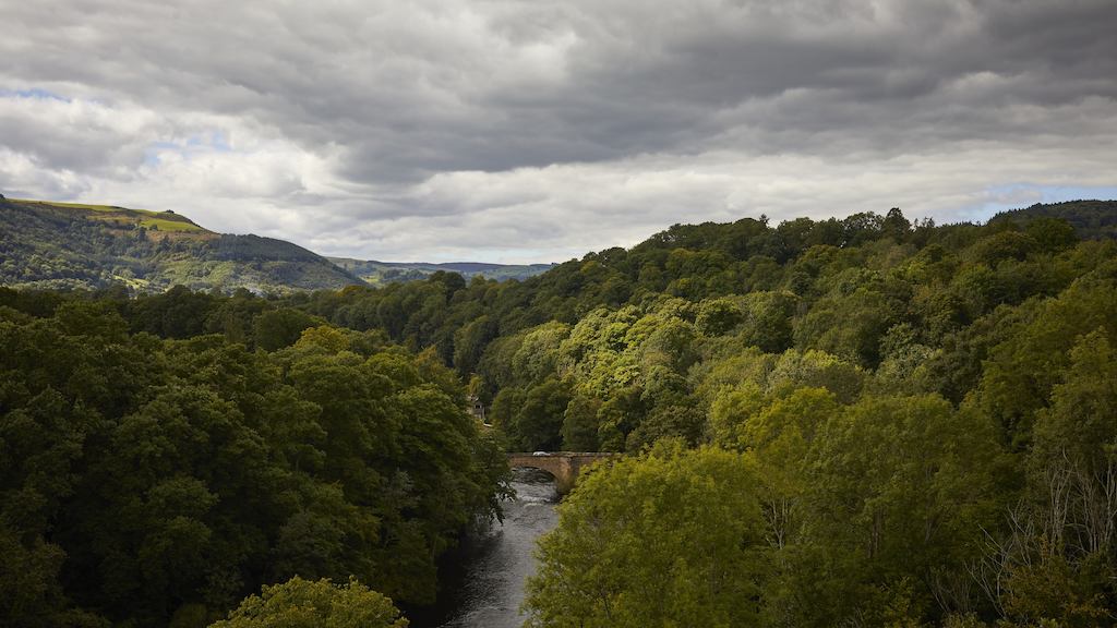 landscape of a forest