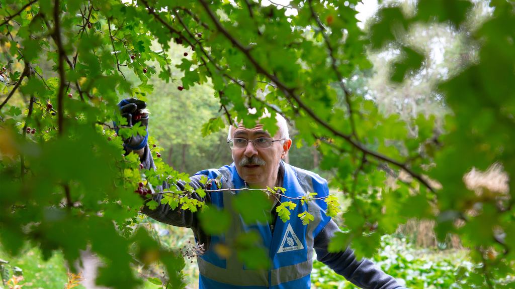 Older-man-peering-through-leaves