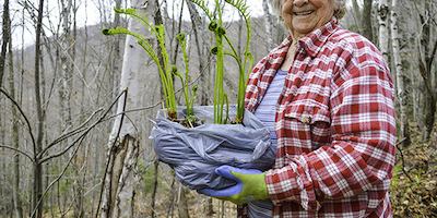 volunteer carrying plant