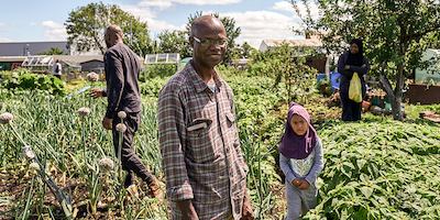 gorse hill allotment