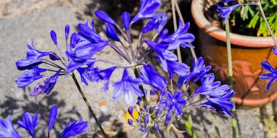 Flowering plant on a patio