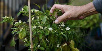 Man tending to flowering plant in a garden