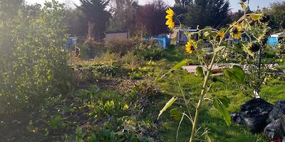 Allotment