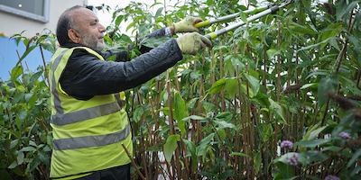 Older man trimming a bush