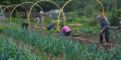 Group of people in an allotment