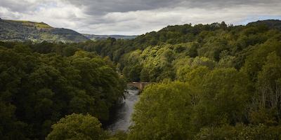 a landscape of a forest