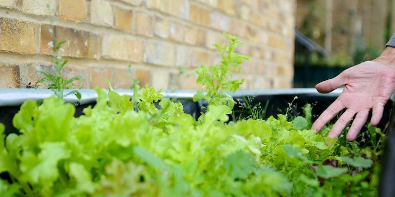 Open hand gesture showing pot plants