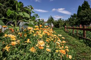 Field of flowers in an allotment