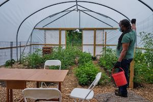 man gardening in a green house