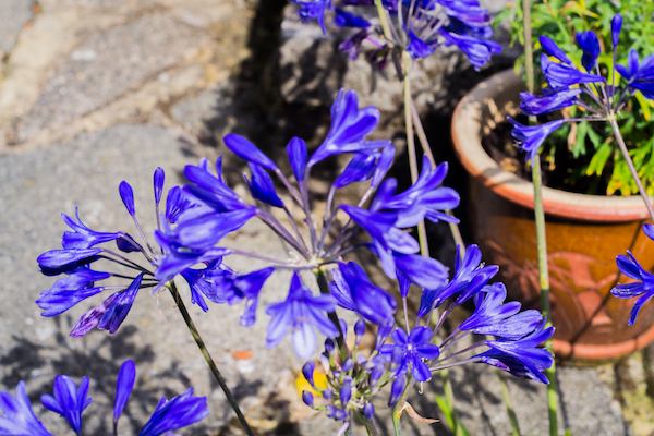 Flowering plant on a patio
