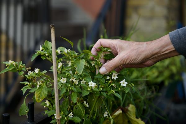 Man tending to flowering plant in a garden