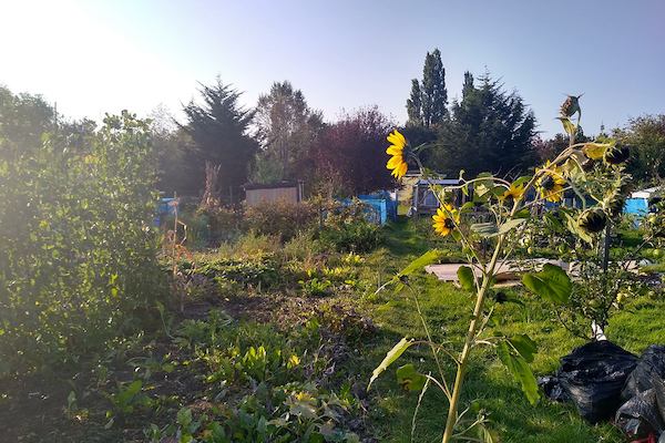 Allotment